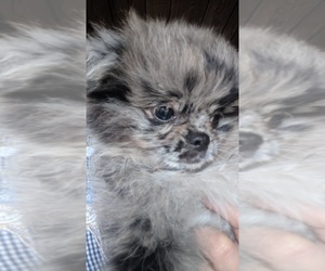 Pominese Puppy for sale in OAKVILLE, WA, USA
