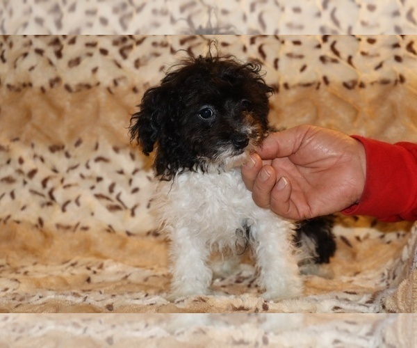 Medium Photo #5 Goldendoodle (Miniature) Puppy For Sale in DYERSBURG, TN, USA