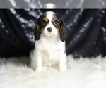 Puppy AKC Emerald Cavalier King Charles Spaniel