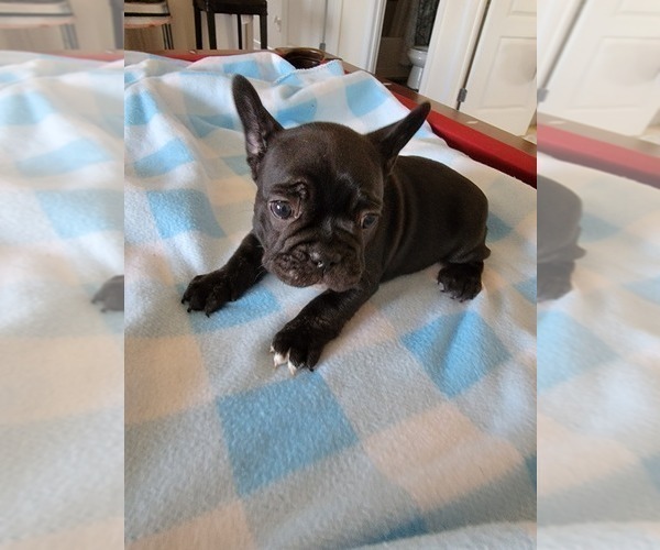 Medium Photo #2 French Bulldog Puppy For Sale in MCDONOUGH, GA, USA