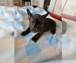 Small Photo #2 French Bulldog Puppy For Sale in MCDONOUGH, GA, USA