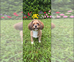 Small #6 Shih Tzu Mix