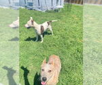 Small #2 American Pit Bull Terrier Mix
