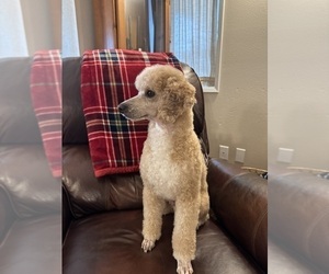 Father of the Poodle (Miniature) puppies born on 09/08/2025