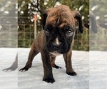 Small #2 Boxer