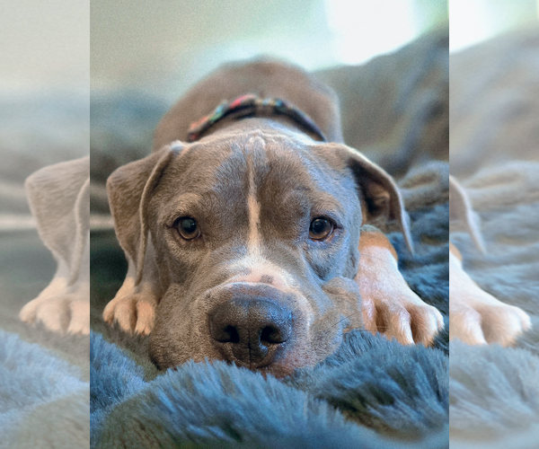 Medium Photo #5 American Bulldog Puppy For Sale in Westminster, MA, USA