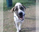 Small Mastiff Mix