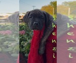 Small #4 America Bandogge Mastiff-Cane Corso Mix