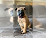 Small Photo #5 Belgian Malinois Puppy For Sale in DECATUR, AL, USA
