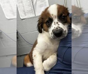 Anatolian Shepherd-Unknown Mix Dogs for adoption in Waco, TX, USA