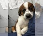 Small Anatolian Shepherd Mix