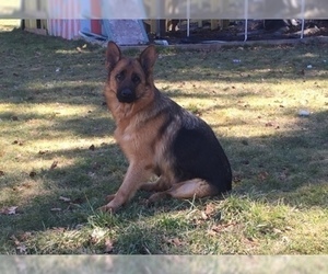 Mother of the German Shepherd Dog puppies born on 10/05/2021