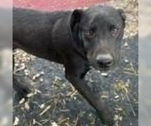 Anatolian Shepherd-Labrador Retriever Mix Dogs for adoption in Tracy City, TN, USA