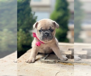 French Bulldog Puppy for sale in SANDY, OR, USA