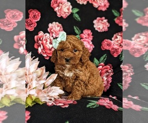 Cock-A-Poo Puppy for sale in KIRKWOOD, PA, USA