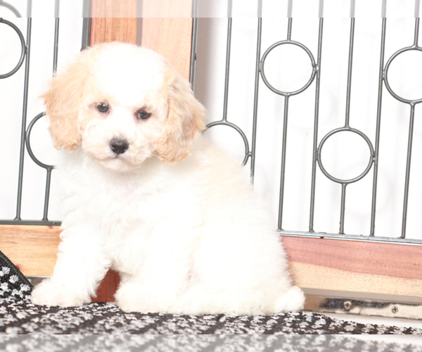 Medium Photo #2 Poochon Puppy For Sale in NAPLES, FL, USA