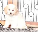 Small #1 Poochon