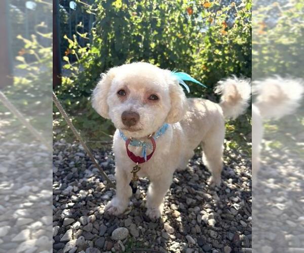 Medium Photo #1 Poodle (Toy) Puppy For Sale in Santa Maria, CA, USA
