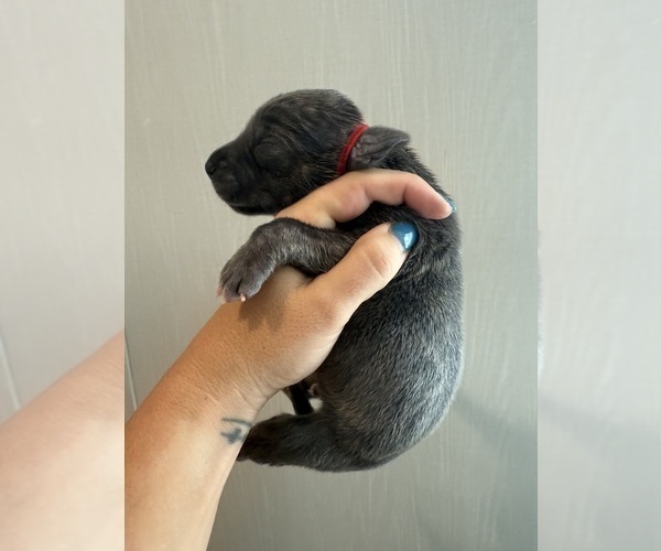 Medium Photo #40 Great Dane Puppy For Sale in HALLETTSVILLE, TX, USA
