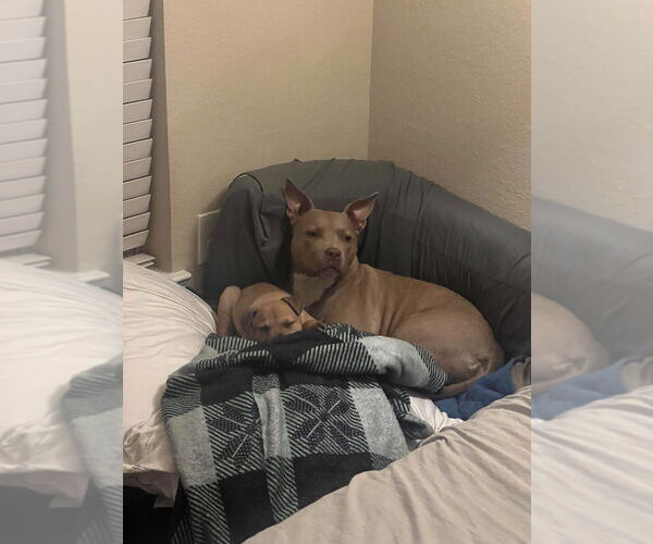 Medium Photo #2 Rottweiler-Unknown Mix Puppy For Sale in Brewster, NY, USA