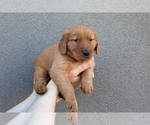 Puppy Grey Golden Retriever