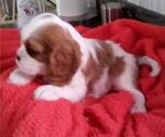 Small Photo #11 Cavalier King Charles Spaniel Puppy For Sale in MILLERSBURG, OH, USA