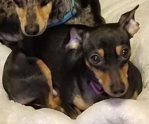 Mother of the Chiweenie-Dachshund Mix puppies born on 03/26/2021