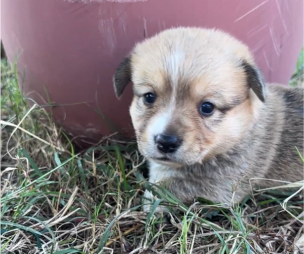Medium Photo #4 Pembroke Welsh Corgi Puppy For Sale in MIDLOTHIAN, TX, USA