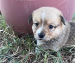 Small #3 Pembroke Welsh Corgi