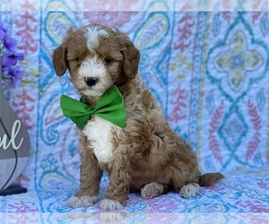 Goldendoodle (Miniature) Puppy for sale in LANCASTER, PA, USA