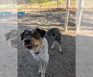 Australian Shepherd-Unknown Mix Dogs for adoption in Santa Maria, CA, USA