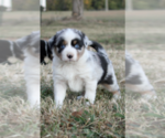 Small Photo #3 Australian Shepherd Puppy For Sale in LASCASSAS, TN, USA