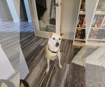 HENRY #6 - Male Labrador Retriever-Unknown Mix Dog for Adoption - Small photo