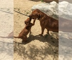 Small Photo #64 Rhodesian Ridgeback Puppy For Sale in MORONGO VALLEY, CA, USA