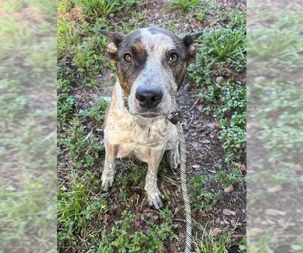 Medium Photo #1 Catahoula Leopard Dog-Unknown Mix Puppy For Sale in Fort Lauderdale, FL, USA