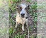 Small Catahoula Leopard Dog Mix
