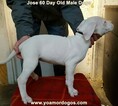Small Photo #148 Dogo Argentino Puppy For Sale in JANE, MO, USA