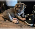 Puppy Aspen American Bully