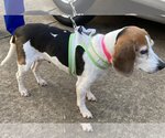 Small Photo #2 Beagle Puppy For Sale in Winder, GA, USA