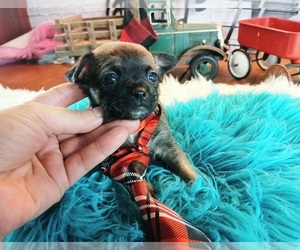 Chihuahua Puppy for sale in CARTHAGE, TX, USA