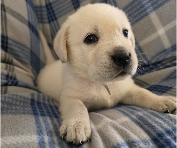 Medium Photo #5 Labrador Retriever Puppy For Sale in VICTORVILLE, CA, USA