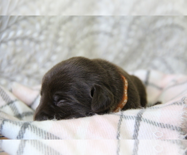 Medium Photo #6 Labrador Retriever Puppy For Sale in HYDE PARK, VT, USA
