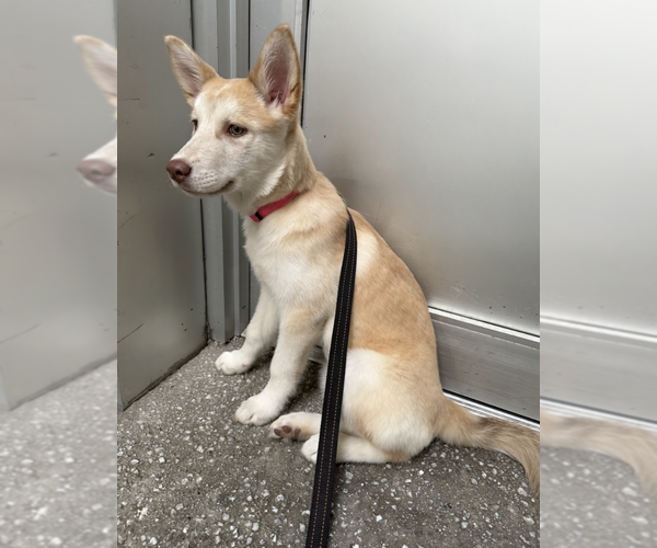 Medium Photo #10 Siberian Husky-Unknown Mix Puppy For Sale in Brooklyn, NY, USA