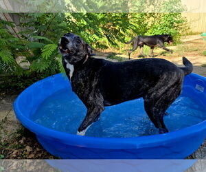 Sansa - Female Labrador Retriever-Unknown Mix Dog for Adoption - Photo #4