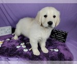 Small Photo #42 English Cream Golden Retriever Puppy For Sale in PEYTON, CO, USA