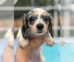Medium Dachshund