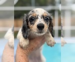 Puppy 2 Dachshund