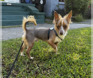 Chihuahua Dogs for adoption in New Orleans, LA, USA