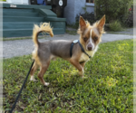 Small Chihuahua