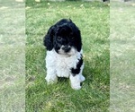 Puppy Johnny Cash Cavapoo (Miniature)